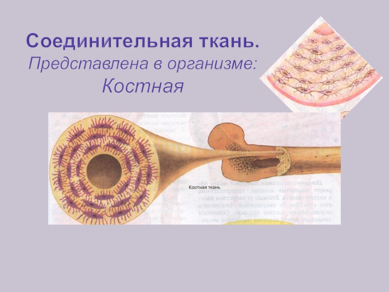 Соединительная ткань. Представлена в организме: Костная